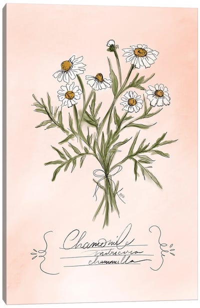 Chamomile Canvas Art Print - Herb Art