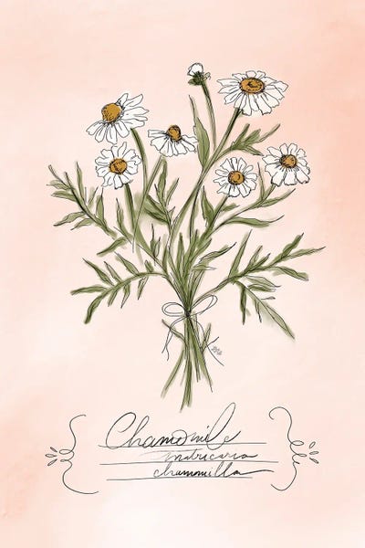 Botanical Illustrations: Chamomile by Lily & Val