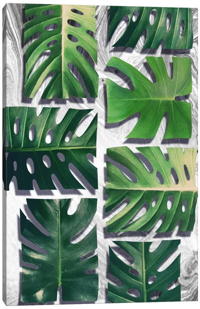 Monstera Deliciosa Canvas Art Print - Green Leaves 