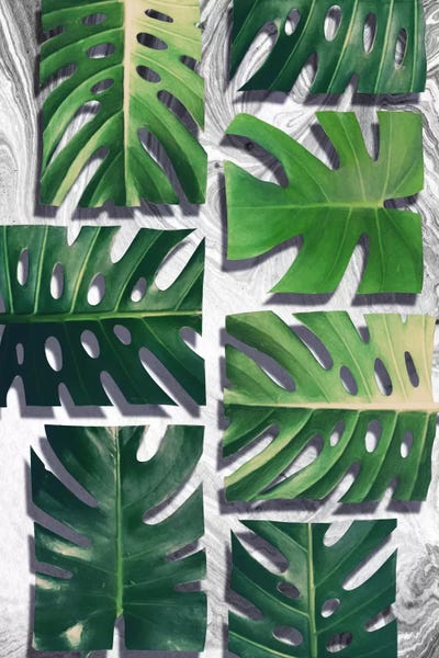 Monsteras: Monstera Deliciosa by LEEMO