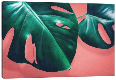 Monstera II Canvas Art Print - Green & Pink Art