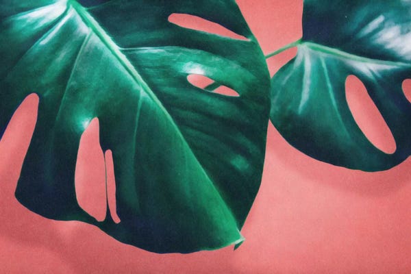 Nature Close-Ups: Monstera II by LEEMO