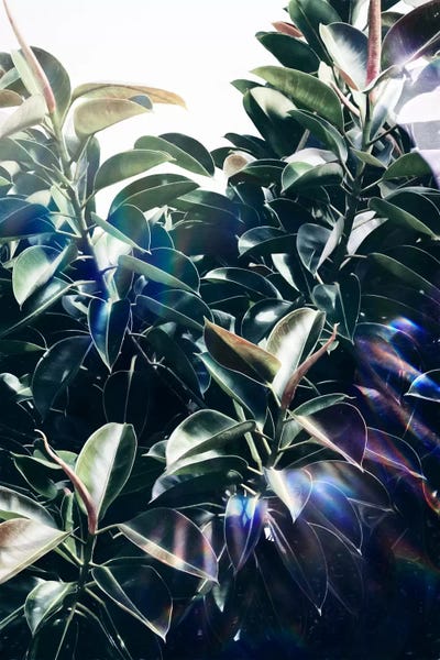 Tropical Leaves: Bliss by LEEMO