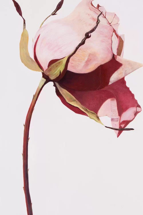 Love Is A Rose I