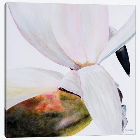 White Magnolia Canvas Print #LND9} by Linda Stelling Canvas Art Print