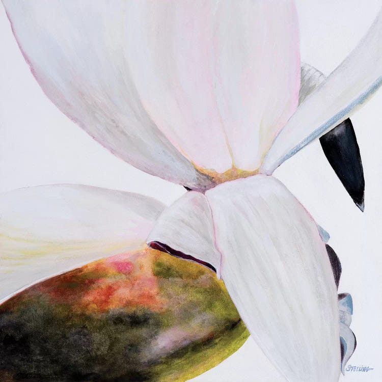 White Magnolia by Linda Stelling wall art