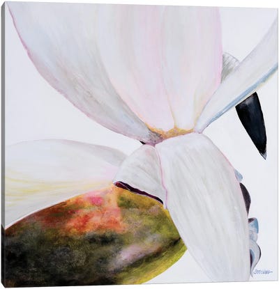 White Magnolia Canvas Art Print