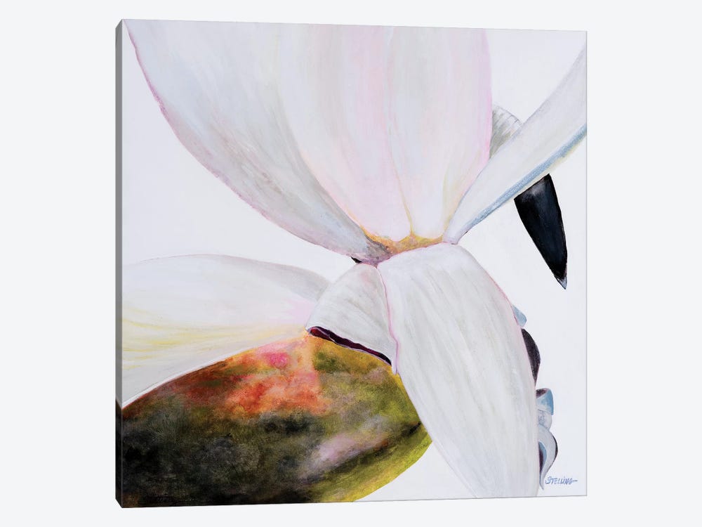 White Magnolia by Linda Stelling 1-piece Canvas Artwork