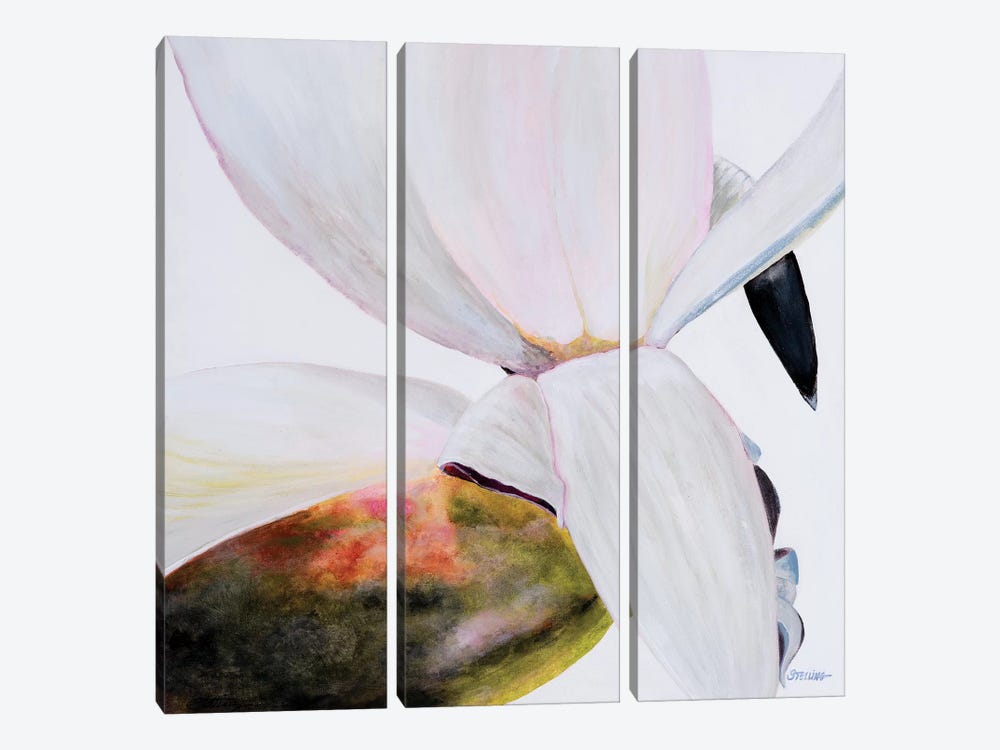 White Magnolia by Linda Stelling 3-piece Canvas Art