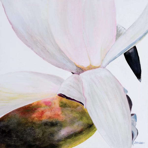 Linda Stelling: White Magnolia by Linda Stelling