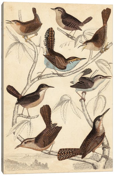 Avian Habitat VI Canvas Art Print