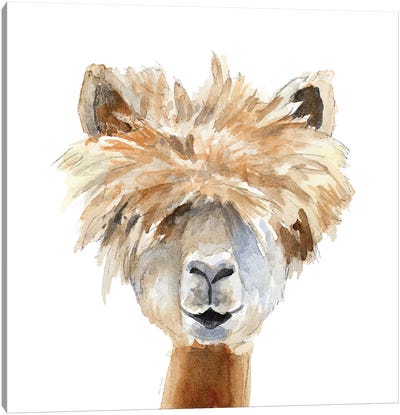 Llama with Bangs Canvas Art Print - Llama & Alpaca Art