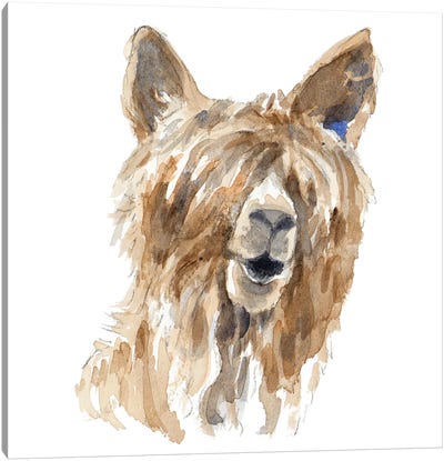 Shaggy Llama Canvas Art Print - Llama & Alpaca Art