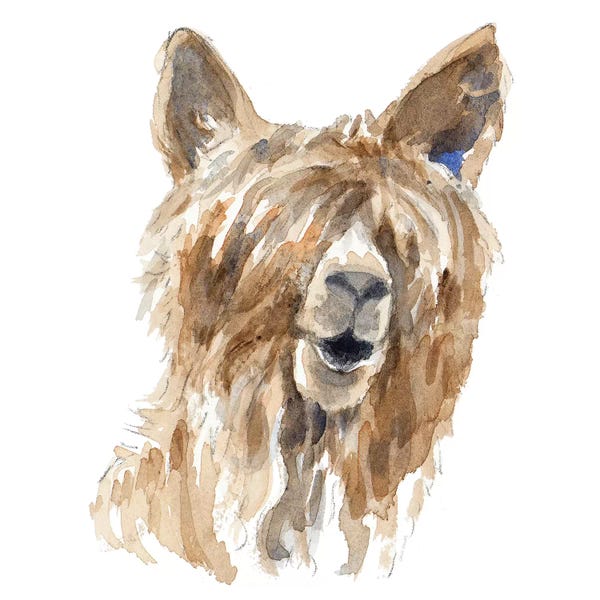 Llamas: Shaggy Llama by Lanie Loreth