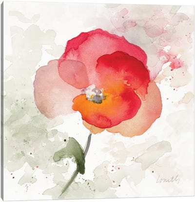 Translucent Poppy I Canvas Art Print - Lanie Loreth