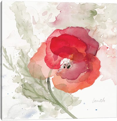 Translucent Poppy II Canvas Art Print - Lanie Loreth