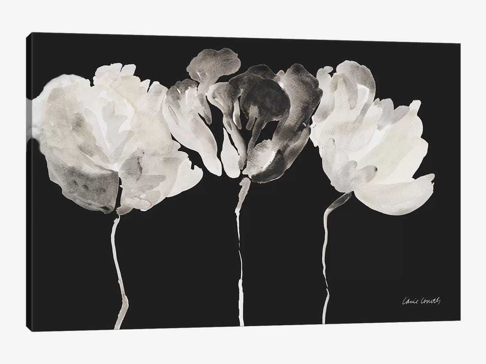 Trio in Light on Black by Lanie Loreth 1-piece Canvas Print
