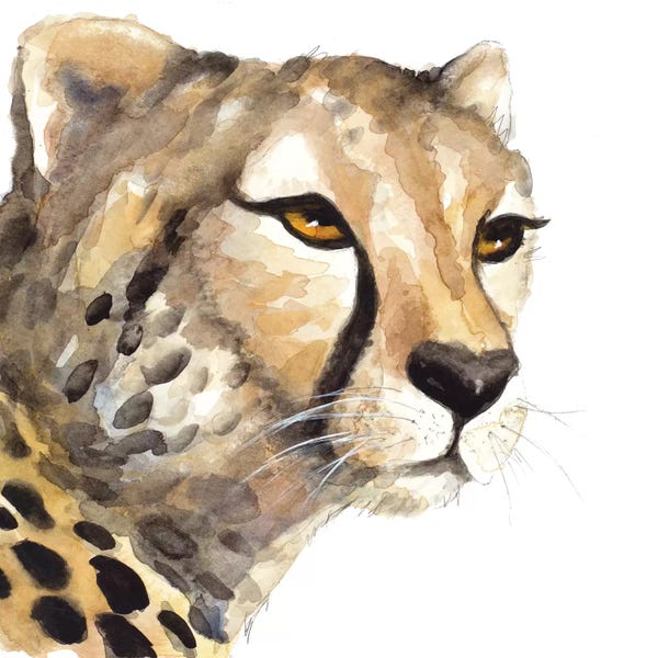 Cheetahs: Cheetah Portrait by Lanie Loreth