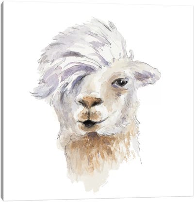 Comb Over Llama Canvas Art Print - Llama & Alpaca Art