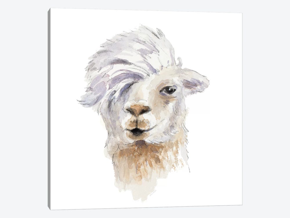 Comb Over Llama by Lanie Loreth 1-piece Canvas Print