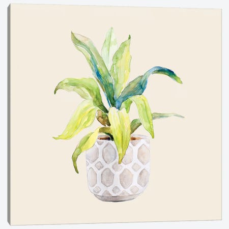 Decorative Potted Plant I Canvas Print #LNL314} by Lanie Loreth Canvas Artwork