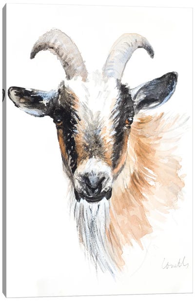 Goat II Canvas Art Print - Goat Art