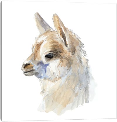 Side Portrait Llama Canvas Art Print - Llama & Alpaca Art