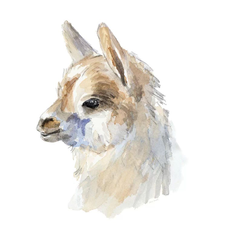 Side Portrait Llama