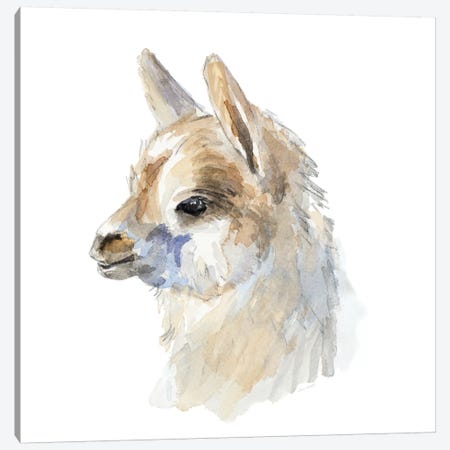 Side Portrait Llama Canvas Print #LNL405} by Lanie Loreth Canvas Artwork