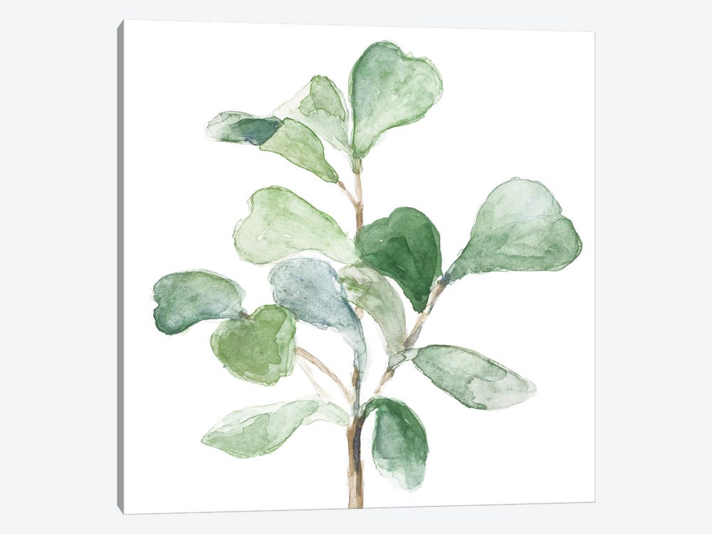 Fiddle Fig Leaf Plant I by Lanie Loreth 1-piece Canvas Artwork