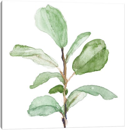 Fiddle Fig Leaf Plant II Canvas Art Print - Lanie Loreth