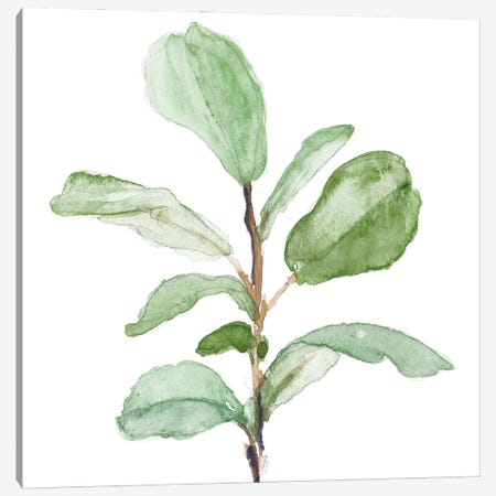 Fiddle Fig Leaf Plant II Canvas Print #LNL625} by Lanie Loreth Canvas Art