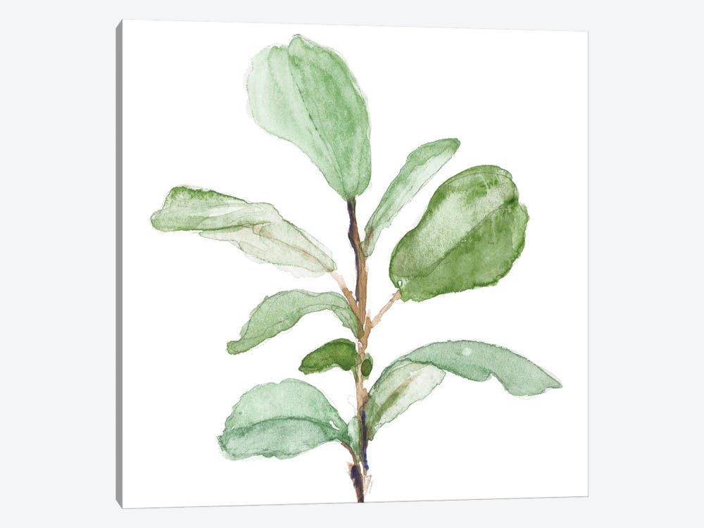 Fiddle Fig Leaf Plant II by Lanie Loreth 1-piece Art Print