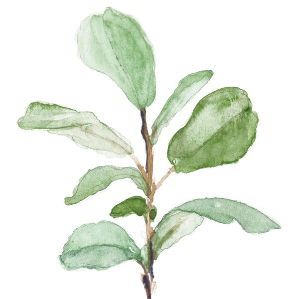 Lanie Loreth: Fiddle Fig Leaf Plant II by Lanie Loreth