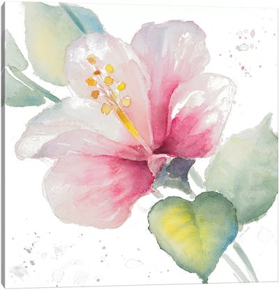 Fragrant Hibiscus II Canvas Art Print - Lanie Loreth