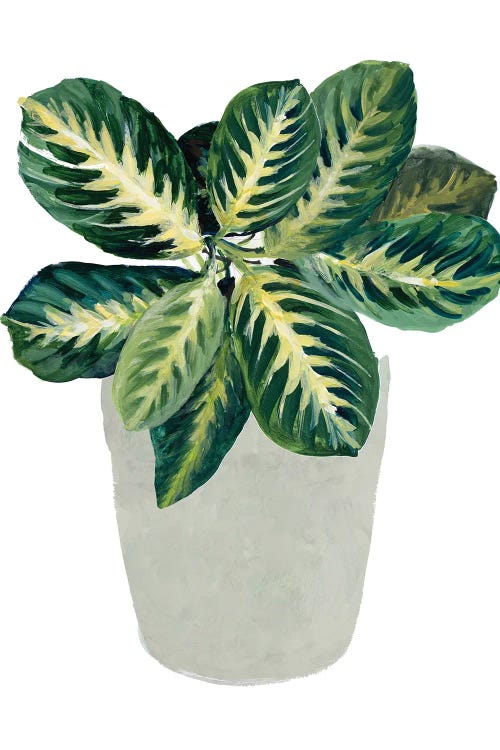 Prayer Plant II by Lanie Loreth canvas print