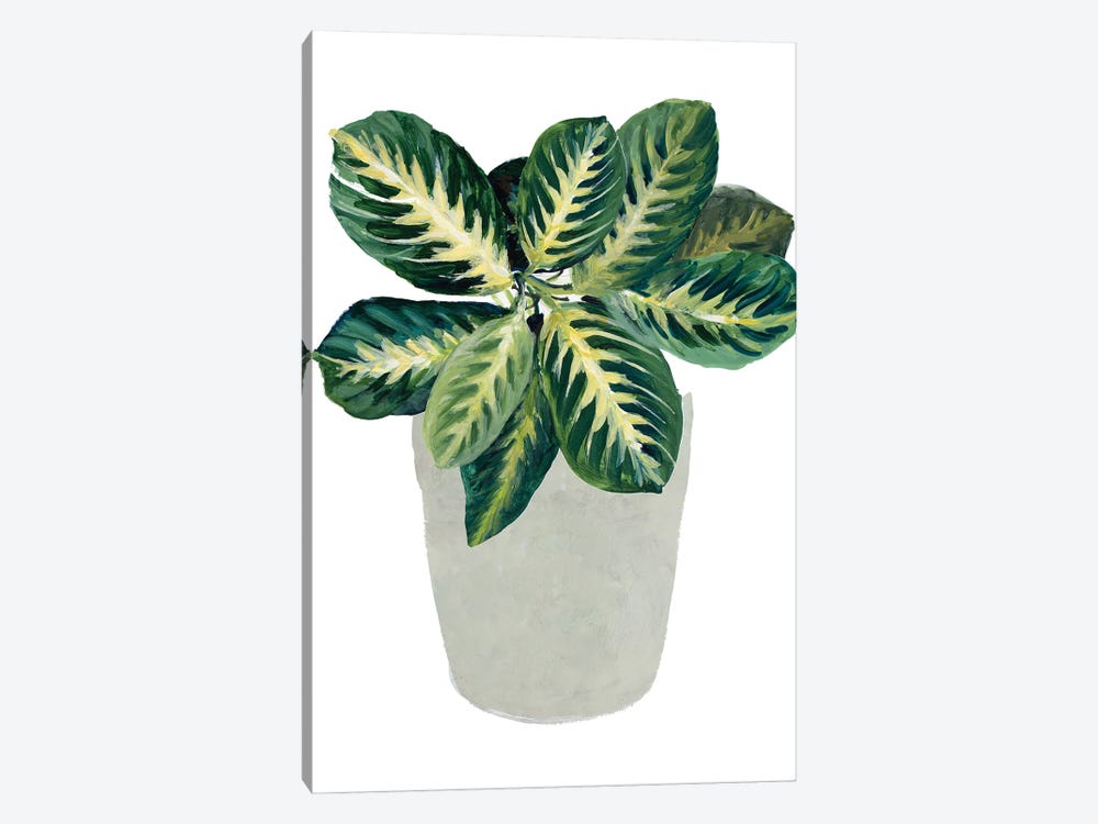 Prayer Plant II by Lanie Loreth 1-piece Canvas Art Print