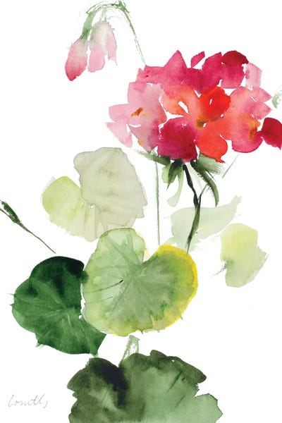 Geranium II