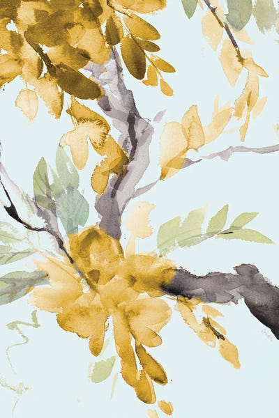 Yellow Wisteria I