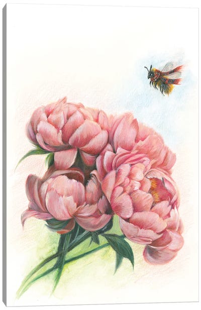 Will You Bee My Peony Canvas Art Print - Bee Art