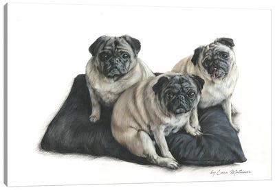 Three Pugs Canvas Art Print - Pug Art