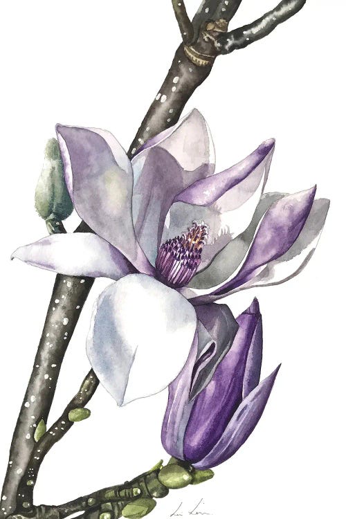 Magnolia by Lisa Lennon wall art