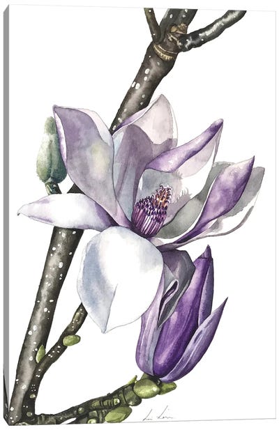 Magnolia Canvas Art Print - Lisa Lennon
