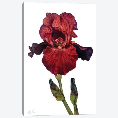 Red Iris Canvas Print #LNN18} by Lisa Lennon Canvas Wall Art