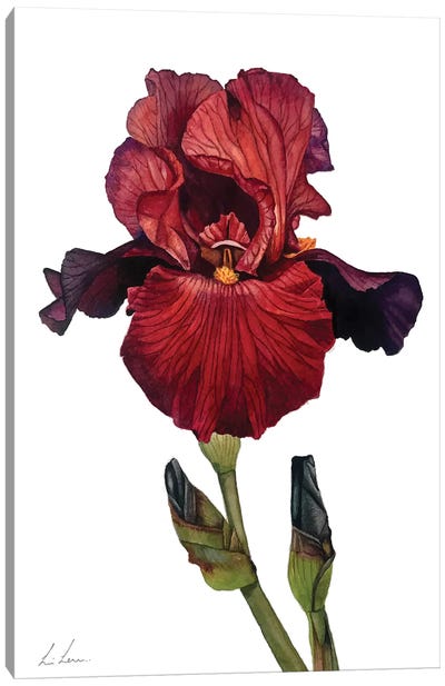 Red Iris Canvas Art Print - Lisa Lennon