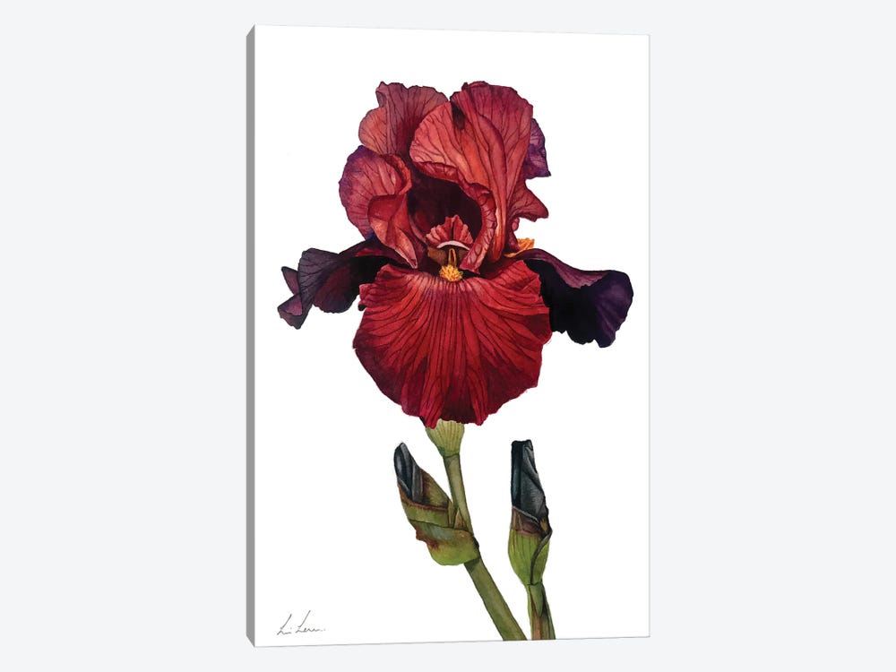 Red Iris by Lisa Lennon 1-piece Canvas Print
