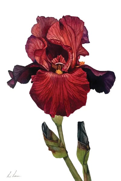 Irises: Red Iris by Lisa Lennon