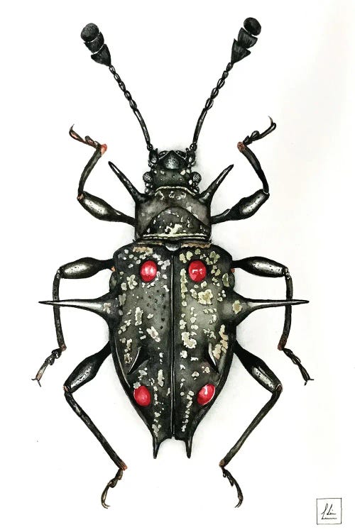 Black Bug