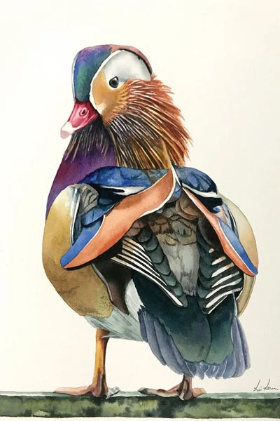 The Art Of The Feather: Mandarin Duck by Lisa Lennon