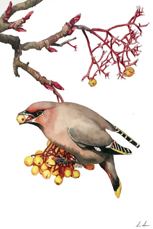 Waxwing